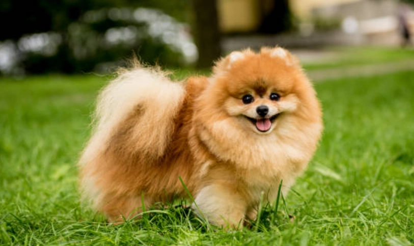松鼠狗 飼養方法 松鼠狗 飼養方法