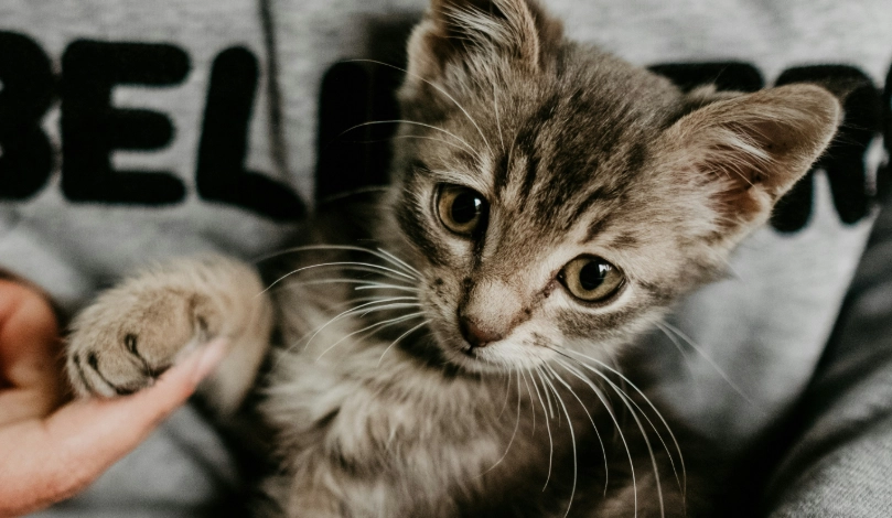 人類感冒會傳給貓咪嗎