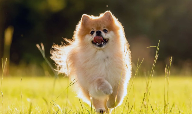 松鼠狗 品種 松鼠狗 品種