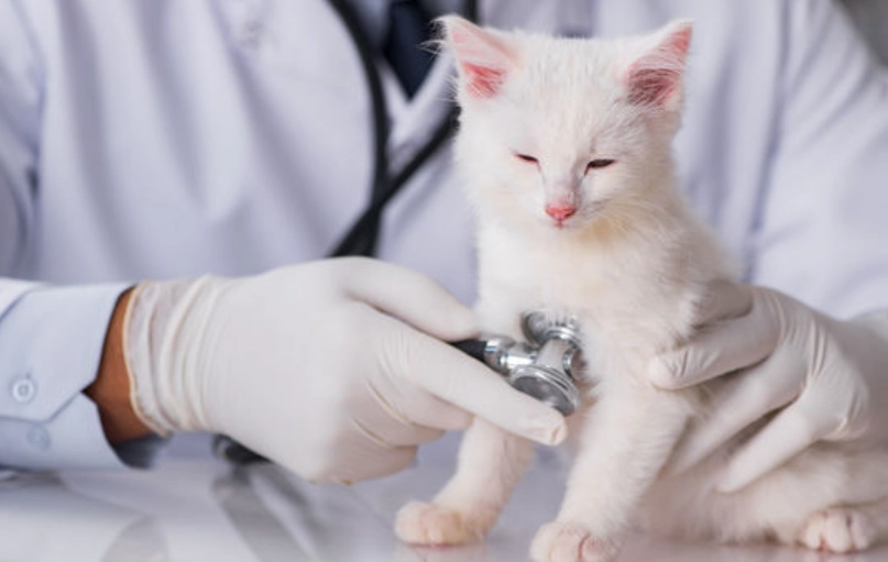 貓咪預防針檢查