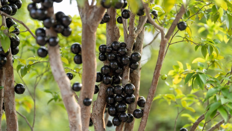 樹葡萄成熟判斷