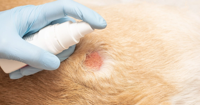 狗狗皮膚病治療