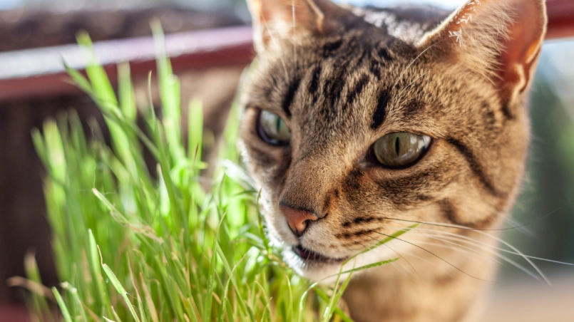 貓薄荷人可以吃嗎