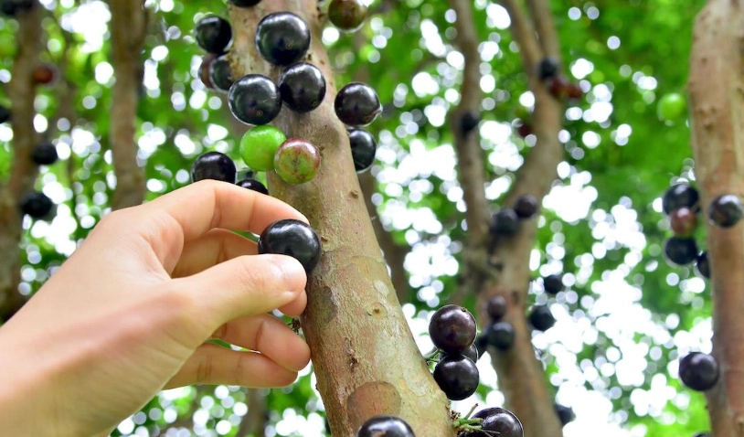 樹葡萄何時採收