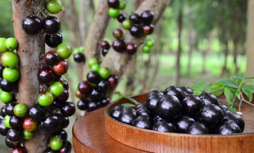 嘉寶果採摘時機