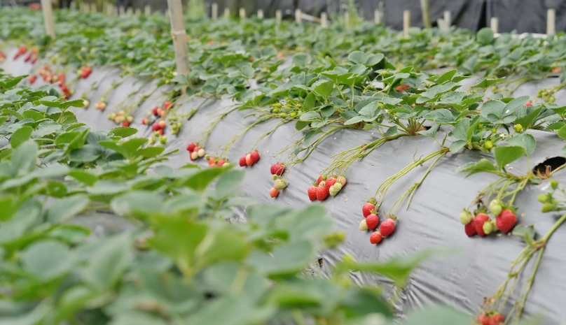 台北採草莓推薦
