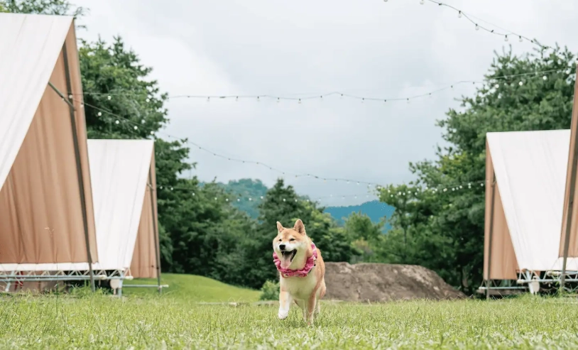 嘉義寵物友善露營