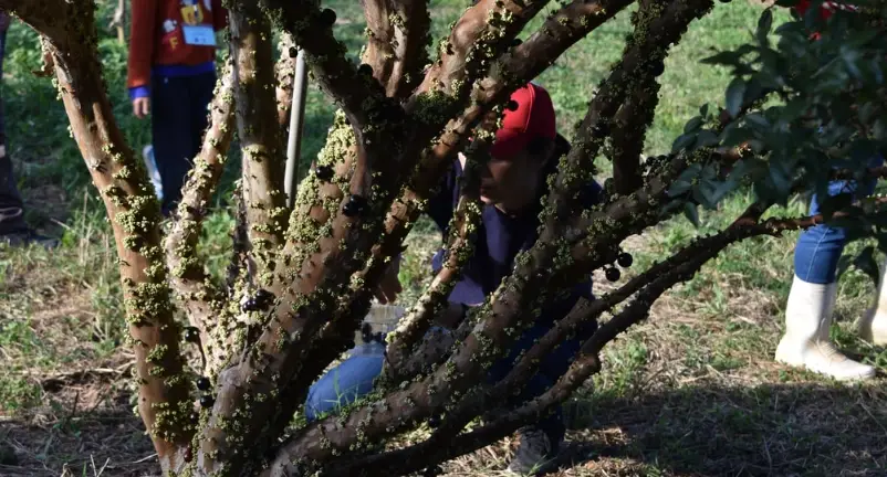 樹葡萄採收時間