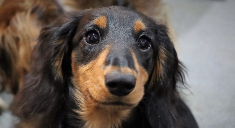 長毛臘腸狗照顧