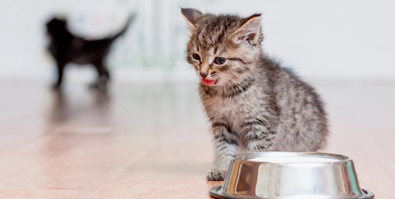 幼貓一天吃多少