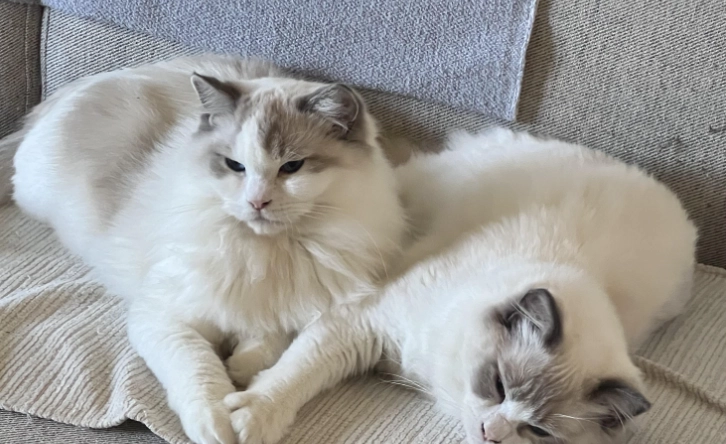 布偶貓好養嗎 布偶貓好養嗎