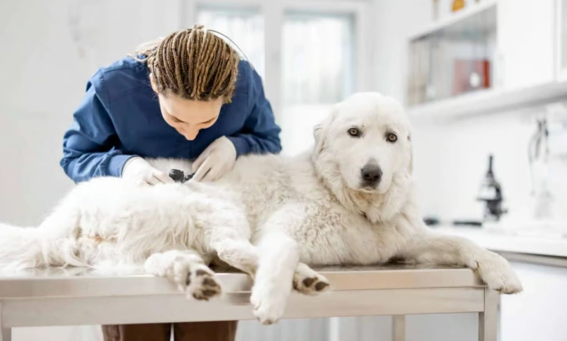 狗皮膚病藥膏推薦