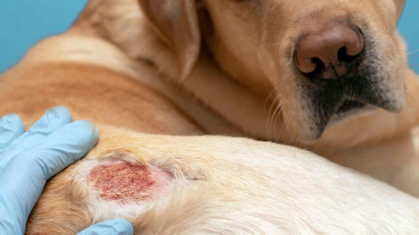 狗狗皮膚病要擦什麼藥