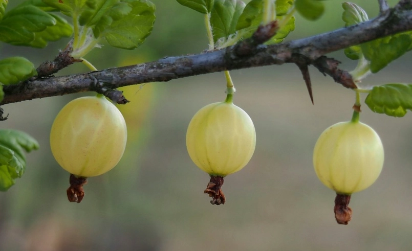 油甘果誰不能吃
