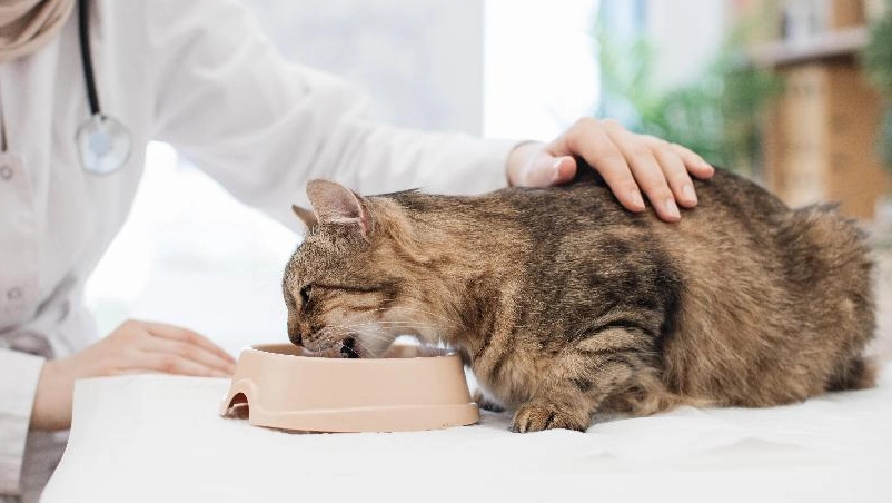 幼貓飼料餵食量