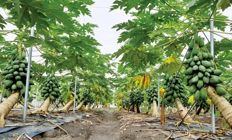 木瓜種植注意事項全解析：從選苗到收成的關鍵步驟與常見陷阱