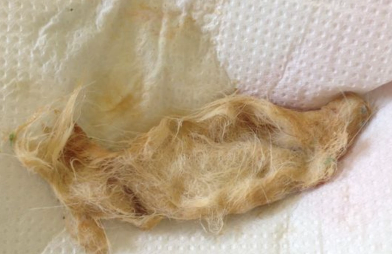 貓咪吐毛球顏色