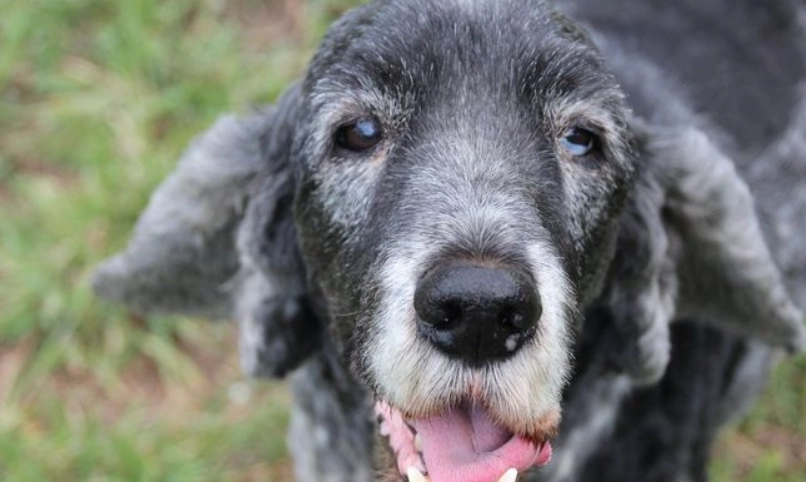 狗狗老了怎麼辦