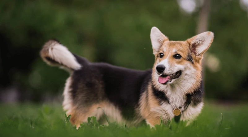 卡提根威爾斯柯基犬