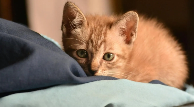 幼貓一天吃幾餐