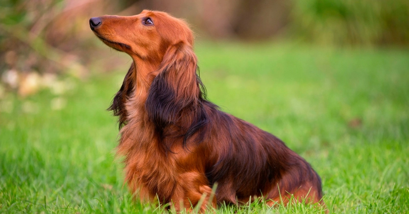 長毛臘腸狗照顧