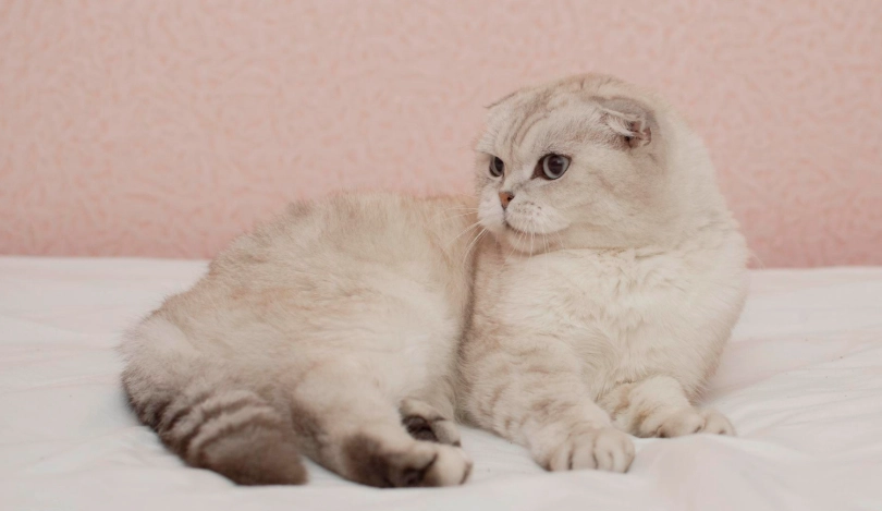 短腿貓 健康問題