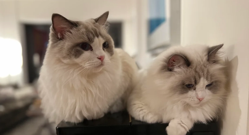 布偶貓缺點 布偶貓缺點