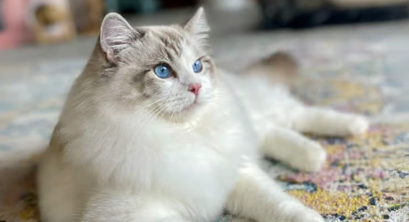 布偶貓缺點 布偶貓缺點