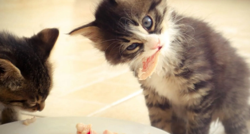 幼貓一天吃多少飼料