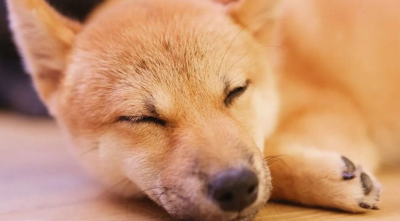 狗狗皮膚一粒一粒