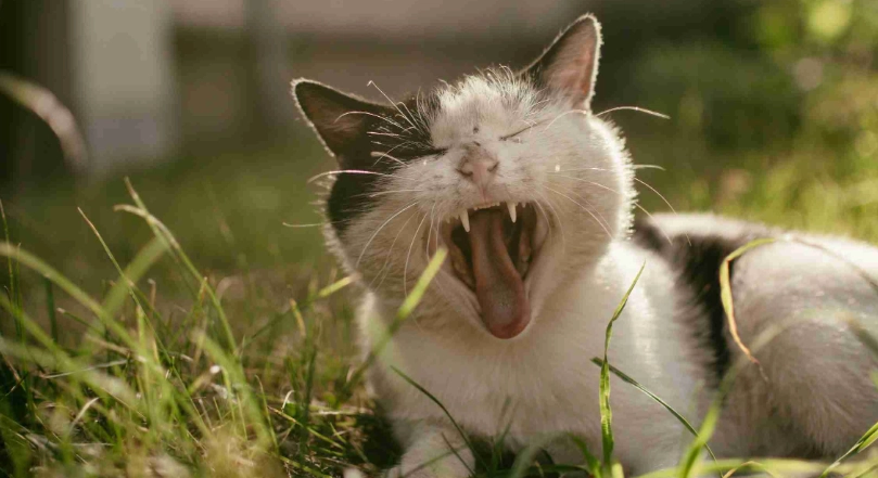 貓薄荷安全劑量