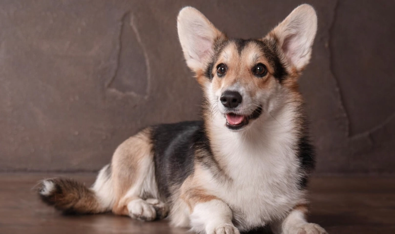 卡提根威士哥基犬