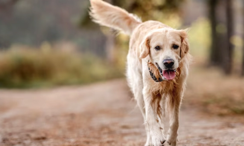 黃金獵犬夏天照顧