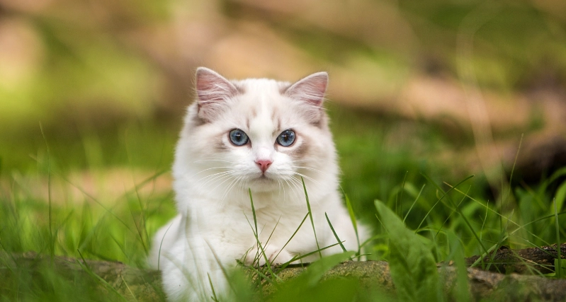 布偶貓好養嗎 布偶貓好養嗎