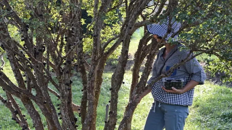 樹葡萄成熟判斷