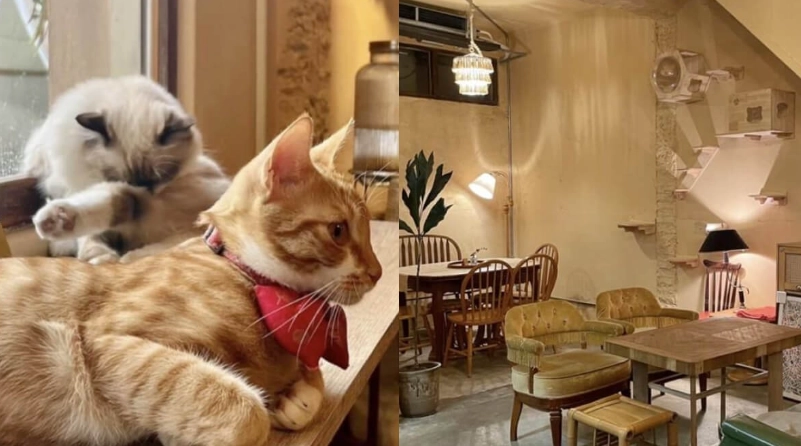 新竹帶狗咖啡廳