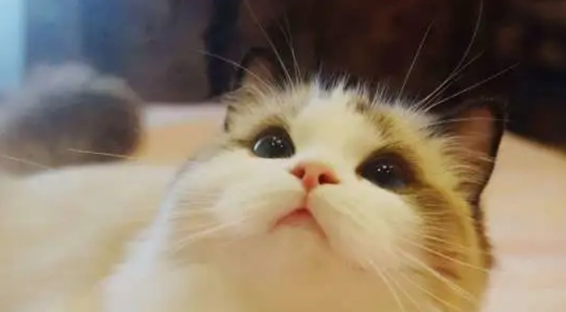 布偶貓缺點 布偶貓缺點