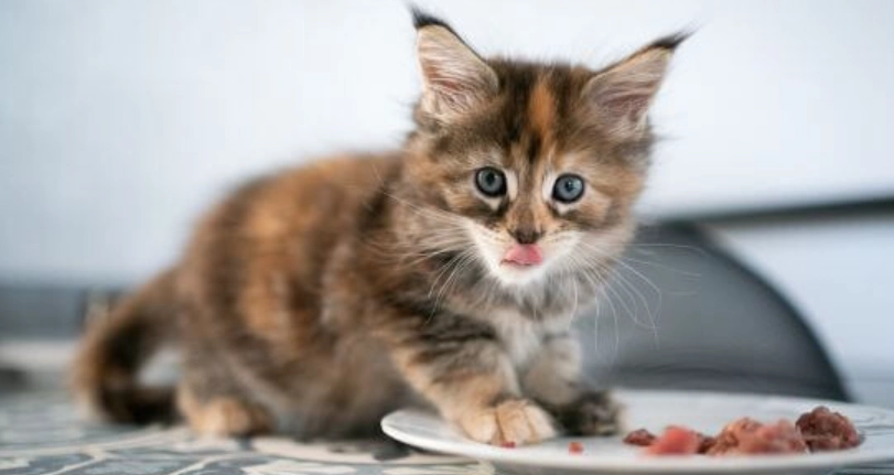 幼貓一天吃幾餐