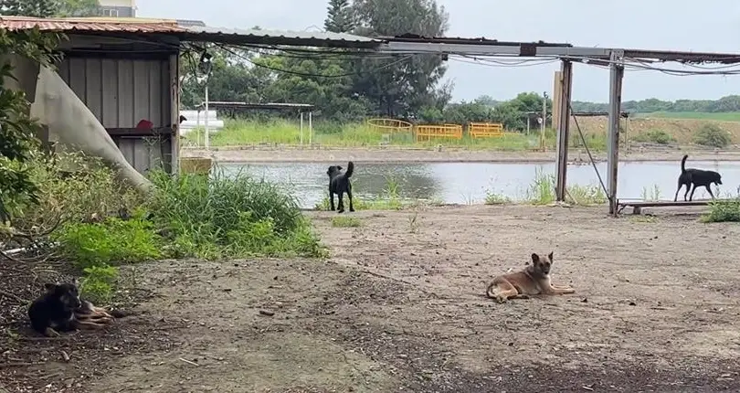 新竹寵物友善景點
