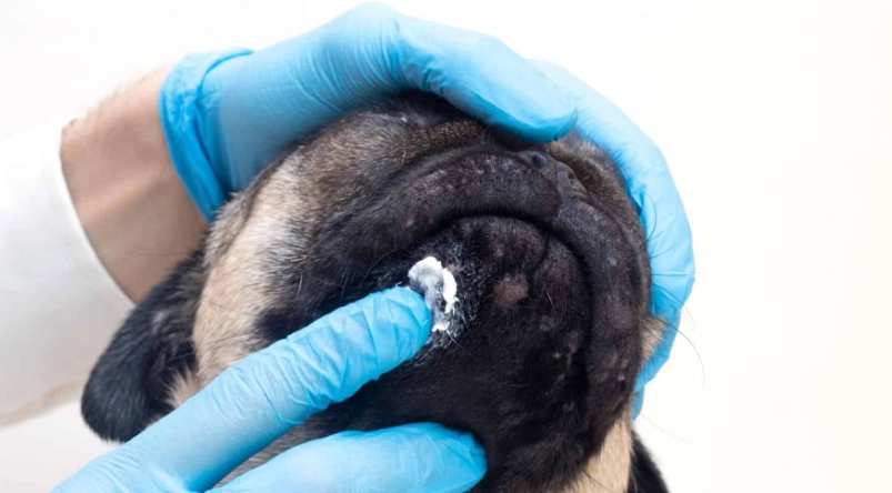 狗皮膚病藥膏推薦