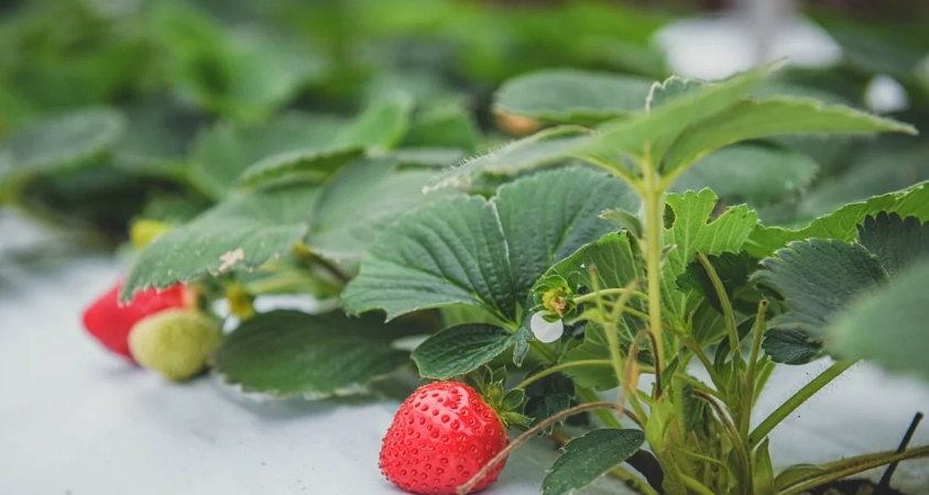 草莓採摘體驗