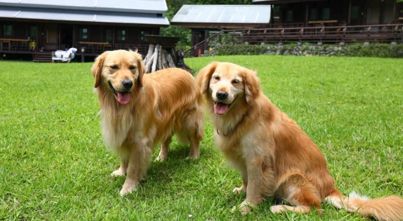 太魯閣寵物景點