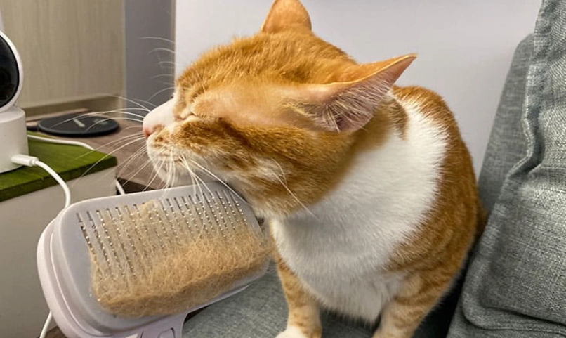 貓咪吐毛球怎麼辦