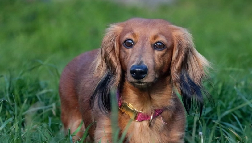 長毛臘腸狗壽命