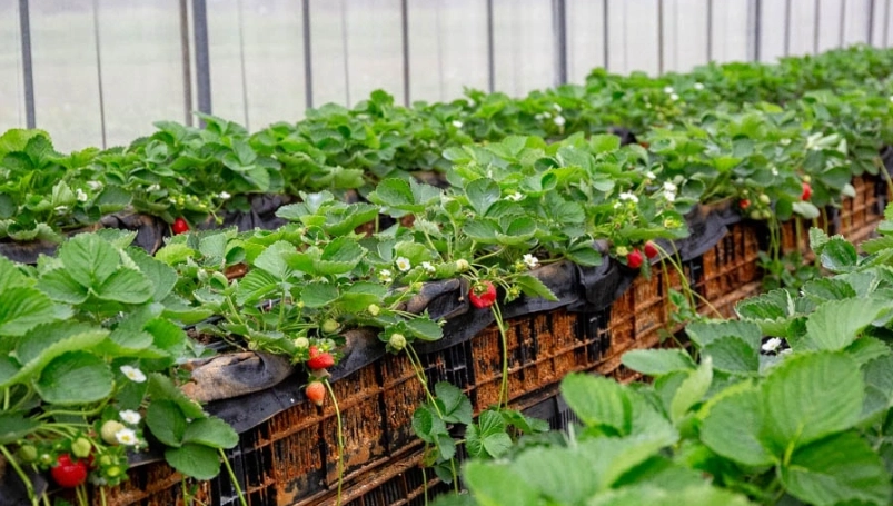 大溪採草莓推薦