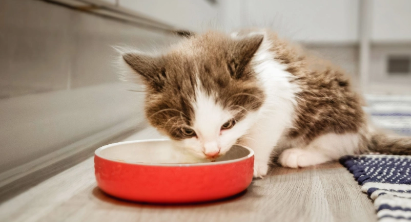 貓罐頭一天餵幾次