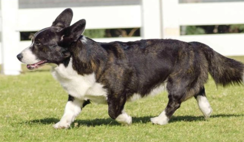 卡提根威士哥基犬