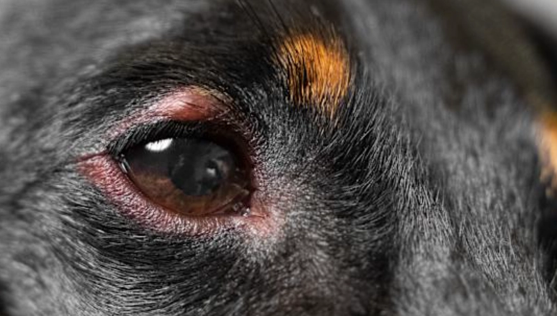 狗狗眼睛發炎