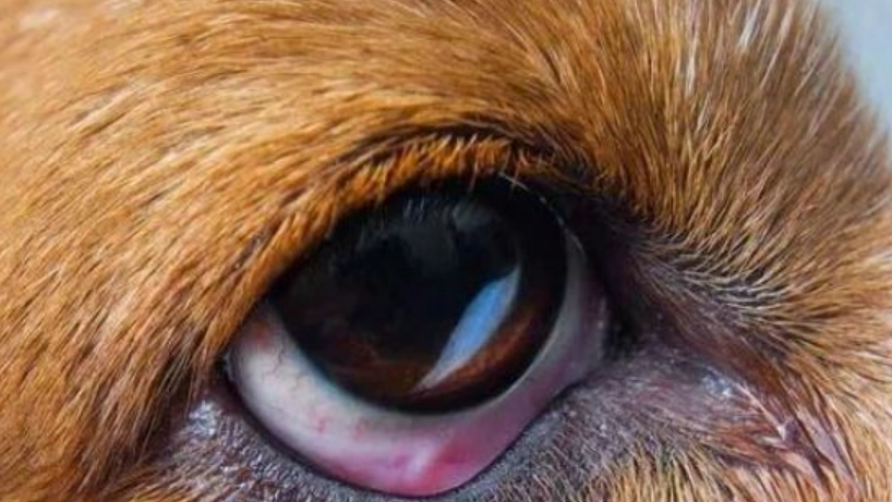 狗狗眼睛周圍紅紅的