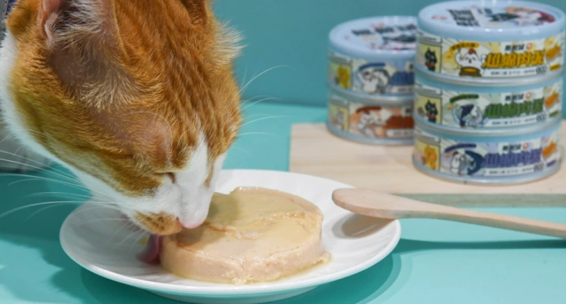 貓罐頭一天餵幾次